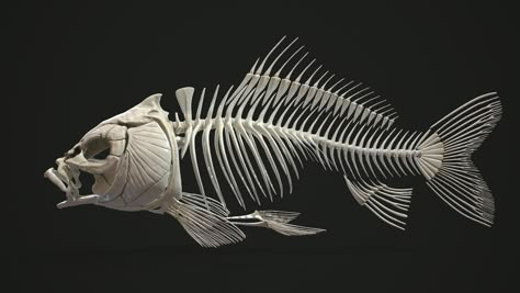 ArtStation - Carp Fish Anatomy Fish Skull Drawing, Koi Fish Anatomy, Koi Skeleton, Koi Fish Skeleton, Salmon Skeleton, Fish Skeleton Drawing, Carp Drawing, Fish Texture, Fish Anatomy