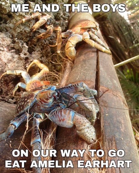 Christmas Island Crabs, Crab Meme, Robber Crab, Land Crab, Coconut Crab, Cocos Island, Christmas Island, Amelia Earhart, Hermit Crab