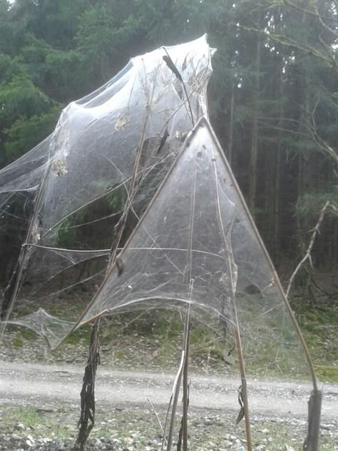 Spider House in Forest Balver ok maybe not best way to see forest yikes House In Forest, Spider House, Spider Silk, Itsy Bitsy Spider, Spider Art, Arachnids, Amazing Spider, Wisteria, Science And Nature