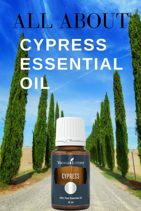 I use this beautiful tree oil almost daily. Read on to find out why I love Cypress essential oil, the beneifts of Cypress oil, and how I use it. #cypressessentialoil, #benefitsofcypressessentialoil, #howtousecypressessentialoil | EOGuys.com Young Living Cypress, Young Living Diffuser, Essential Oil Perfumes Recipes, Cypress Oil, Cypress Essential Oil, Yl Oils, Young Living Oils, Oil Diffuser Blends, Essential Oil Perfume