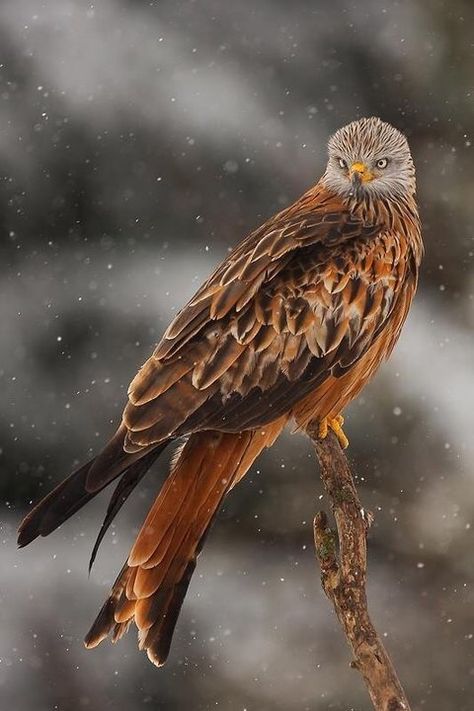 I need one. So majestic. Red Kite, Bird Sitting, Kinds Of Birds, Nature Birds, All Birds, Pretty Birds, Bird Photo, Colorful Birds, Birds Of Prey