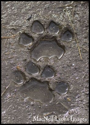 Cougar Front & Hind Tracks In Mud Native American Spirituality, Animal Footprints, Animal Tracks, Grunge Vibes, Mountain Lion, Paw Pads, Warrior Cat, Plush Dog, Paw Prints