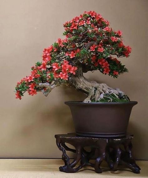 Bonsai Azalea, Azalea Bonsai, Bonsai Fruit Tree, Bonsai Forest, Bonsai Tree Types, Beautiful Bonsai, Bonsai Ideas, Bonsai Flower, Photo Frame Wallpaper