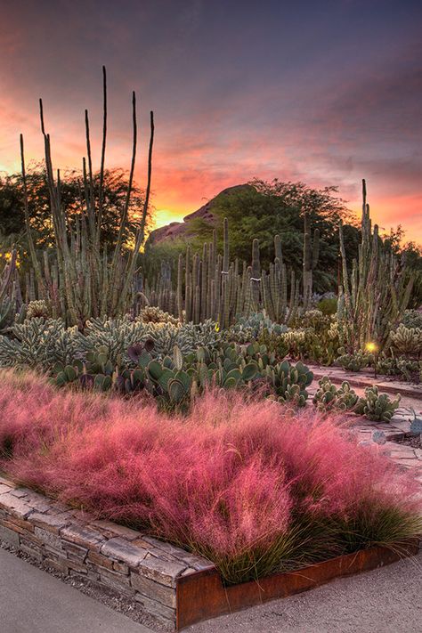 At the Desert Botanical Garden in #Phoenix, plants suited to the arid climate of the Sonoran and other deserts thrive, including a large sampling of agave, cacti, and other succulents. A two-acre wildflower exhibit erupts each spring into a bounty of color, and butterflies take flight in a covered pavilion. Photo by Adam Rodriguez. Pink Plants, Hippie Garden, Desert Botanical Garden, Fun Deserts, Desert Garden, Most Beautiful Gardens, Sonoran Desert, Landscaping Tips, Desert Plants