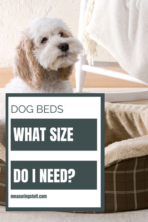 Finding the perfect dog bed size made easy! Navigate our comprehensive guide to match your pooch's size and sleeping style with the ideal bed dimensions. From tiny Chihuahuas to gentle giants like Great Danes, discover the factors that determine the right fit. Say goodbye to guesswork and hello to cozy slumbers for your fur-baby! Bed Size Chart, Dog Beds For Medium Dogs, Bed Size Charts, Great Swiss Mountain Dog, Dog Bed Sizes, Extra Large Dog Bed, Different Types Of Dogs, Medium Dog Bed, Swiss Mountain Dogs