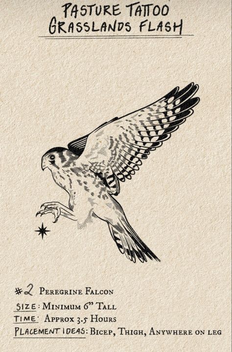 Hawk Tatoos Men, Hawk Flying Drawing, Bird Sun Tattoo, Peregrine Falcon Tattoo Design, Sparrowhawk Tattoo, Peregrine Tattoo, Kestrel Tattoo, Peregrine Falcon Tattoo, Bird Of Prey Tattoo