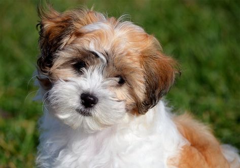 Teddy Bear Dog Breeds - The Pups That Look Like Cuddly Toys! Cocker Spaniel Poodle Mix, Bear Dog Breed, Shichon Puppies, Hypoallergenic Dog Breed, Teddy Bear Puppies, Greenfield Puppies, Teddy Bear Dog, Havanese Puppies, Hypoallergenic Dogs