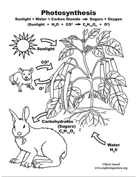 Learn about Photosynthesis on Exploringnature.org Photosynthesis Coloring Page, Photosintesis Drawing, Photosynthesis Poster, Photosynthesis Activities, Photosynthesis Worksheet, 2d Model, Biology Science, Coloring Worksheet, Kindergarten Worksheets Free Printables