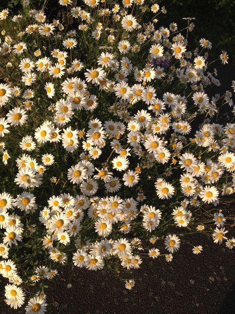 Shasta Daisy, Shasta Daisies, Resort Design, Rooftop Garden, Abba, Daisy, Wallpapers, Plants, Flowers