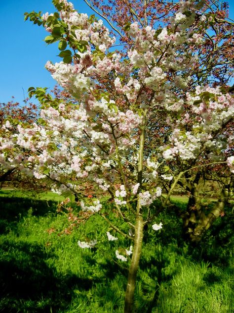 Prunus 'Matsumae-hakuho' is a delightful ornamental cherry tree, meticulously bred by Mr. Masatoshi Asari in Matsumae, located at the southern tip of Hokkaido, Ornamental Cherry, Shade Shrubs, Street Trees, Specimen Trees, Perennial Shrubs, Ornamental Trees, Clay Soil, Japanese Flowers, Japanese Cherry Blossom