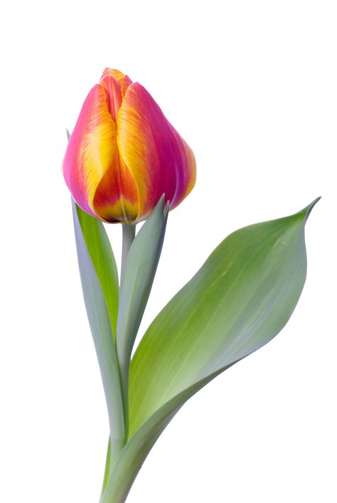 Everything You Ever Needed to Know About Dividing Tulip Bulbs Tulips Leaves, Tulip Photos, Tulip Leaves, White Hydrangea Centerpieces, Planting Bulbs In Spring, Tulips Bloom, Botanical Pictures, Planting Tulips, Spring Floral Arrangements