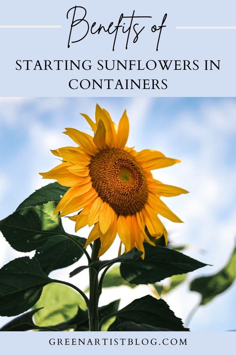 Love and sunflowers and want to plant some this summer? The key to ensure an even garden and strong flowers is to start the seeds in a container or pot before planting in the ground. This is a really simple process! Click to learn more. #growingsunflowers #sunflowerseeds #sunflowergardening Sunflowers In Containers, Sunflowers In Pots, Planting Sunflower Seeds, Grow Sunflowers, Magical Flowers, Growing Sunflowers, Planting Sunflowers, Thanks For The Support, Growing Fruit