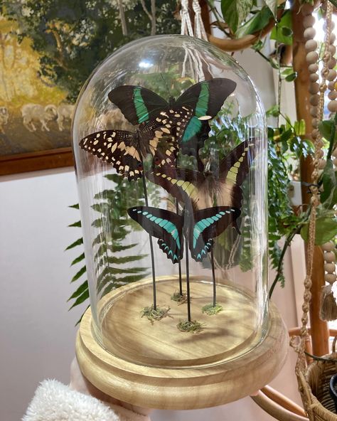 New dome finished 👌🏻 Displaying some members from the Papilionidae family 🦋 #butterfly #entomology #taxidermy #ethical #handmade #smallbusiness #supportsmallbusiness #autistic Butterfly Taxidermy Decor, Entomology Taxidermy, Butterfly Entomology, Real Butterflies, Taxidermy Decor, Butterfly Taxidermy, Glass Dome Display, Cute Room Decor, Glass Dome