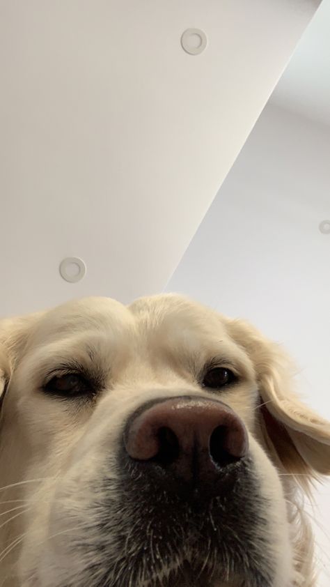 Aesthetic Dog Wallpaper Iphone, Aesthetic Wallpaper Dog, Dog Iphone Wallpaper, Dog Lockscreen, Golden Retriever Wallpaper, Wallpaper Dog Aesthetic, Aesthetic Essentials, Dog Wallpaper Iphone, Drawing Dogs