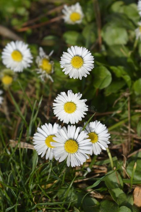 Common daisy stock images Common Daisy, Daisy Photography, Daisy Flowers, Daisy Flower, Botany, Photo Image, Daisy, Stock Images, Stock Photos