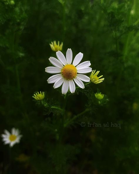 White And Yellow Flowers, Make Tea, Aromatic Plant, Sunflower Garden, Chamomile Tea, Wild Plants, Chamomile Flowers, Flower Photography, How To Make Tea