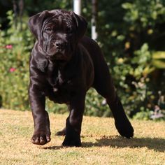 Black Boerboel, Black Mastiff, Boerboel Mastiff, Chien Cane Corso, South African Boerboel, African Boerboel, South African Mastiff, Pet Anime, Cane Corsos