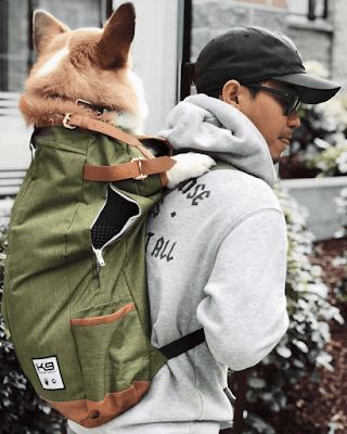 Dog Backpack Carrier, Urban Dog, Urban Backpack, Dog Backpack, Types Of Dogs, Puppy Care, Dog Costumes, Dog Carrier, Doberman Pinscher