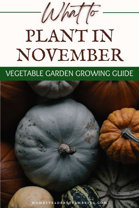 Make sure you start your garden on time! Learn what to plant in November with Homesteaders of America Vegetable Garden Growing Guides! What To Plant In November, Garlic Seeds, Garden Growing, Crop Rotation, Seed Catalogs, Soil Testing, Top Soil, Seasonal Garden, Organic Matter