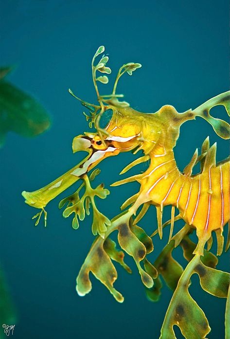 Marine relatives of seahorses, these whimsical creatures drift amongst seaweed along Australia’s southern and western coasts. Leafy Seadragon, Bizarre Animals, Leafy Sea Dragon, Sea Dragons, Baby Sea Turtles, Sea Horses, Beta Fish, Ocean Treasures, Australian Wildlife