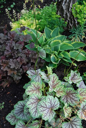 Variegated Hosta, Garden Perennials, Shady Garden, Shade Garden Plants, Hosta Gardens, Shade Gardens, Coral Bells, Shade Perennials, Garden Shrubs