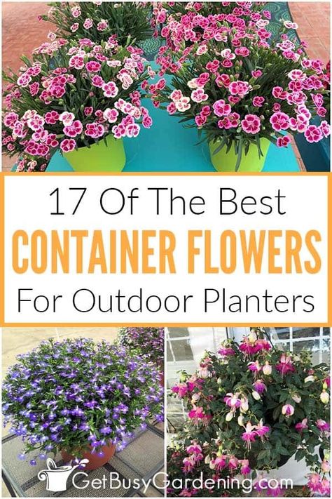 Whether you are looking for full sun container plants, or flowers for shaded areas that will grow in pots and planters, I’m here to help. My detailed guide on the 17 best container flowers shares useful information like selecting your pots for plants, container garden design, and helpful care tips for all 17. With specific details like growing zones, which are drought tolerant, which prefer partial sun, and how tall they’ll grow, you’ll be sure to find the perfect potted flowers for your space. Flowers For Large Outdoor Pots, Annual Pot Arrangements, Container Gardening Flowers Combinations, Flower Combinations For Planters, Outdoor Flower Pot Ideas Patio Container Gardening, Potted Flowers For Patio, Plants For Planters, Full Sun Container Plants, Planter Arrangements