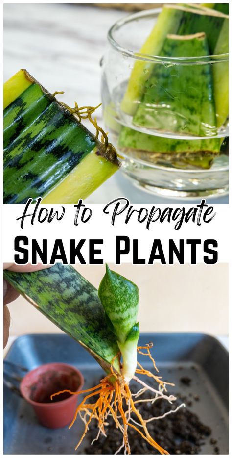 Discover the benefits of propagating snake plant cuttings in water with our detailed guide. Find out how easy it is to start and maintain this resilient house plant. Propagate Snake Plant, Snake Plant Decor, Snake Plant Indoor, Snake Plant Propagation, Snake Plant Varieties, Grafting Plants, Snake Plant Care, Landscape Curbing, Snake Plants