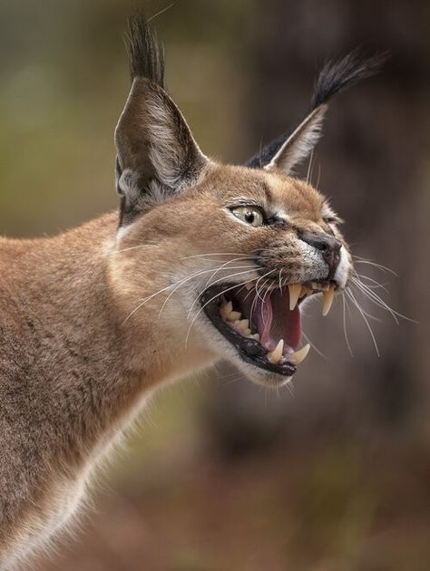 African Wild Cat, Cat Expressions, Wild Photography, Wild Animals Pictures, Cat Reference, Interesting Animals, Cat Pose, Animal Wildlife, Man Down