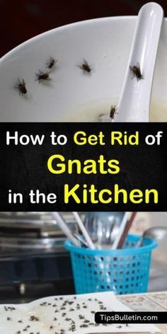 Gnats In Kitchen, How To Kill Gnats, How To Get Rid Of Gnats, Gnat Traps, Fruit Fly Trap, Deep Cleaning Tips, Fruit Flies, Bohemian Living, Simple Life Hacks