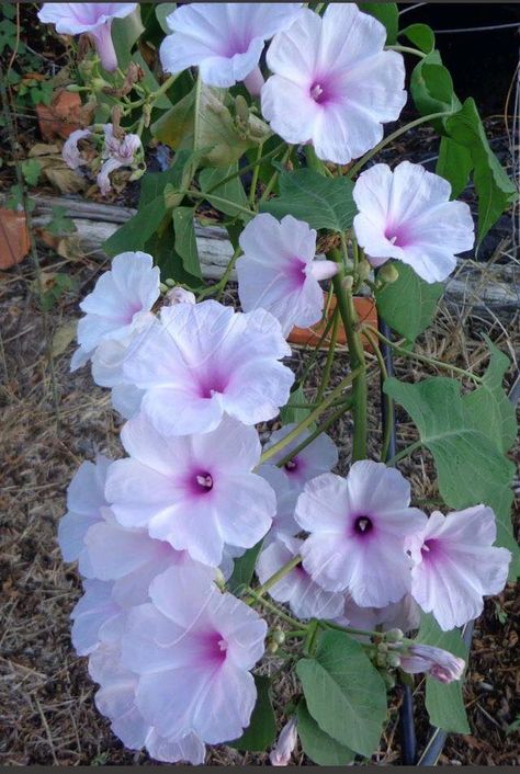 A lovely morning glory bush in light pink! https://www.facebook.com/forageart/photos/a.561461280574396.1073742041.455365451183980/1743784519008727/?type=3&theater Bush Morning Glory, Morning Glory Flowers Aesthetic, Morning Glory Aesthetic, Tattoo Bouquet, September Flower, Love Morning, September Flowers, Morning Glory Flowers, Lovely Morning