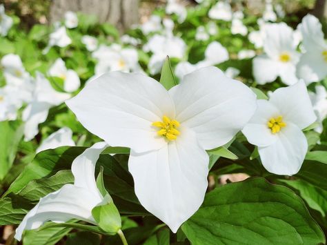 11 Surprising Facts about Trillium Ontario Flowers, Trillium Flower, Ipad Image, Purple Wildflowers, Flower Pants, Flower Yellow, How To Attract Hummingbirds, Surprising Facts, Woodland Garden