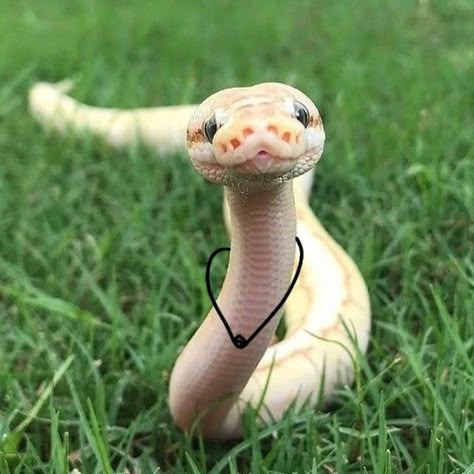 Snake With Arms, Snakes With Hands, Snakes With Arms, Snake Meme, Snakes Funny, Cute Snakes, Danger Noodles, Pretty Snakes, Iphone Wallpaper Cat