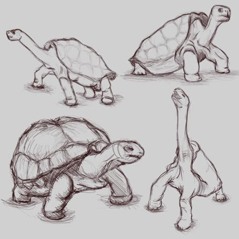 Practicing tortoise sketches : learntodraw Galapagos Tortoise Drawing, Tortoise Sketch, Tortoise Illustration, Sketchbook Themes, Turtles Cute, Tortoise Art, Tortoise Drawing, Turtle Sketch, Tortoise Tattoo