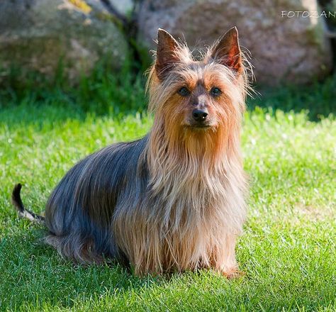 Australian Silky Terrier, Dog Anatomy, Australian Terrier, Silky Terrier, Animal References, Dog Face, Terrier Dog, Terrier Dogs, Black And Tan