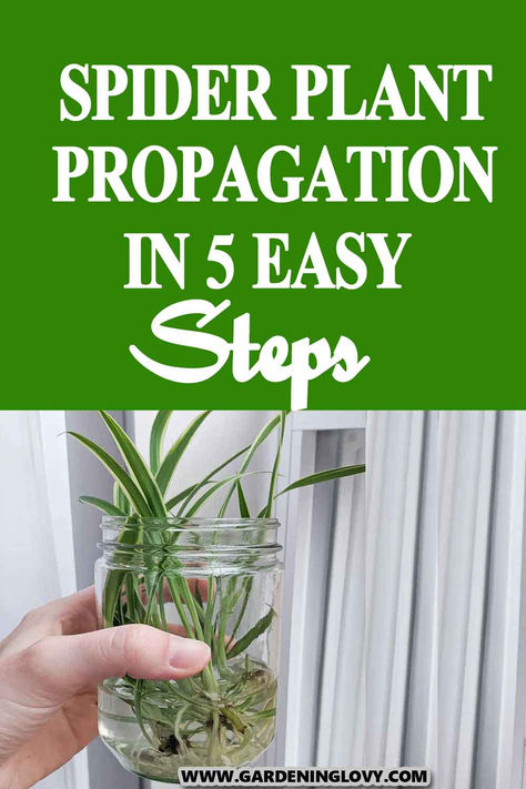 How To Propagate Spider Plants, Spider Plant Care Indoor, Spider Plants In Water, Spider Plant In Water, Spider Plant Propagation, Spider Plant Care, Spider Plant Babies, Plant In Water, Plants Grown In Water