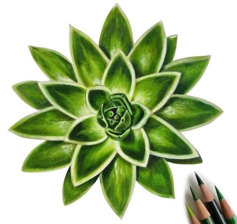 Succulents and Leaves drawn with Colored Pencils! Colored Pencil Plant Drawing, Draw A Succulent, Pencil Plant, Pencil Drawing Tutorial, Colored Pencil Drawing Tutorial, Using Colored Pencils, Pencil Drawing Tutorials, Paint Thinner, Colour Pencil