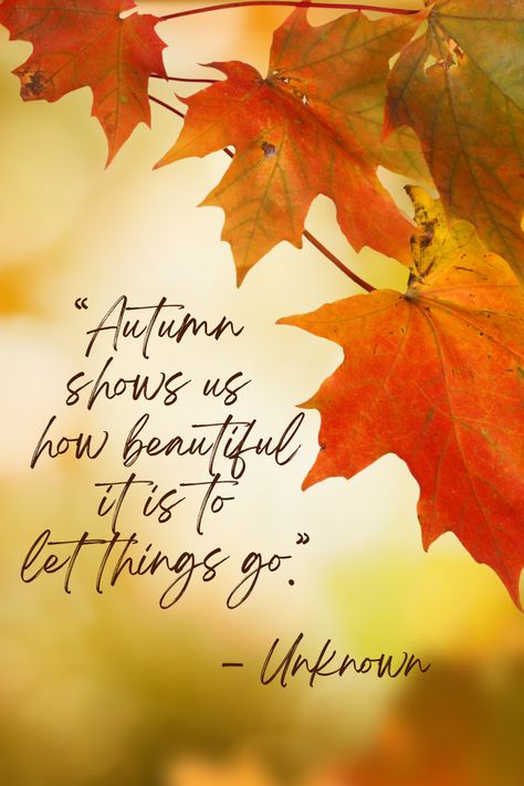 Quote: Autumn shows us how beautiful it is to let things go. - Unknown Autumn Shows Us How Beautiful It Is, Autumn Positive Quotes, Autumn Reminds Us How Beautiful, Autumn Letting Go Quotes, Autumn Reminds Us Quote, Autumn Is Coming Quotes, Let Things Go, Show Us, How Beautiful