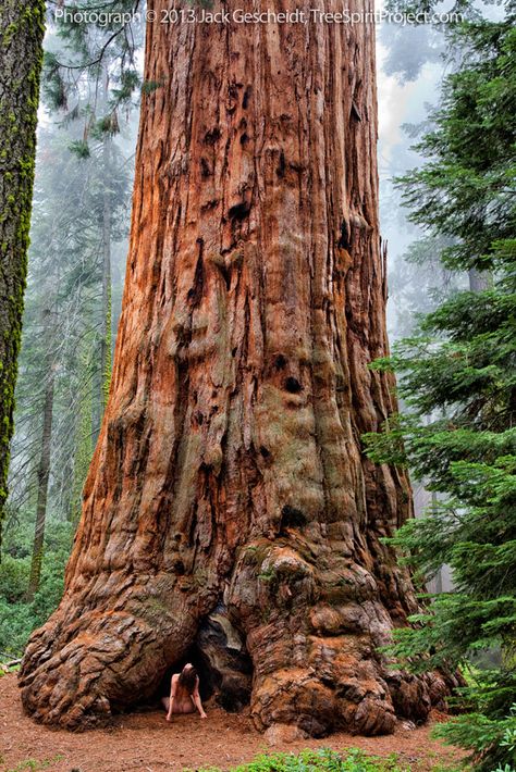 Sequoia National Park California, Weird Trees, Redwood Trees, Big Trees, Sequoia Tree, Kings Canyon National Park, Tree Lover, Tree Spirit, Giant Tree