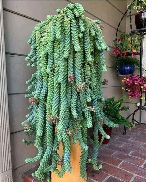 13 Cute Round Leaf Succulents | Balcony Garden Web Suculent Plants, Succulent Landscape Design, Olivia Garden, Plant Goals, Succulent Collection, Succulent Landscaping, Vertical Planter, Types Of Succulents, Hanging Succulents