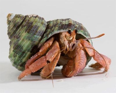 Hermit Crab Sculpture, Hermit Crab Photography, Hermit Crab Tattoo, Hermit Crab Drawing, Hermit Crab Art, Crab Picture, Cute Hermit Crab, Cute Animal Pfp, Cute Animal Pics