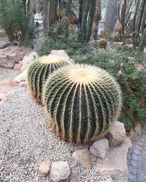 Two big and round cactus plants in a dry desert with other caci in the background Round Cactus, Golden Barrel Cactus, Interesting Plants, Dry Desert, Barrel Cactus, Little Flowers, Cactus Plants, More Fun, Barrel