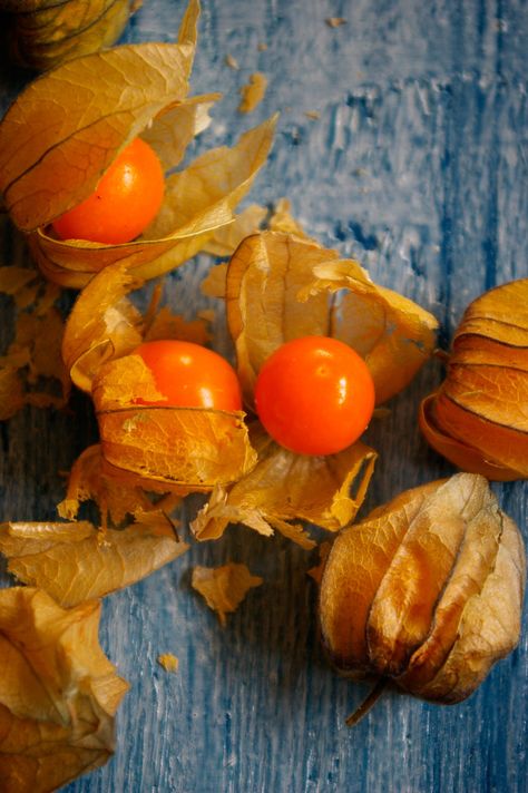 Chinese Lantern Plant, Lantern Plant, Ground Cherries, Golden Berry, Chinese Lanterns Plant, Cape Gooseberry, Botanical Floral Art, Japanese Lanterns, Chinese Lantern