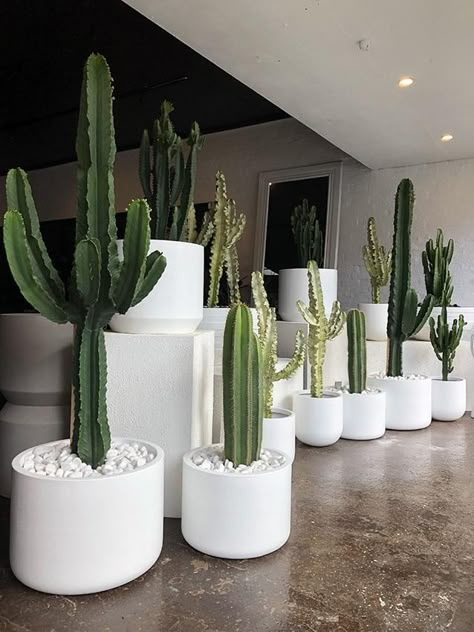 Gallery – On The Side Cactus Ideas, Plant Pot Design, Plants Home Decor, Outdoor Living Design, Backyard Pool Landscaping, Plants Home, Modern Farmhouse Exterior, Polyester Resin, Plant Decor Indoor