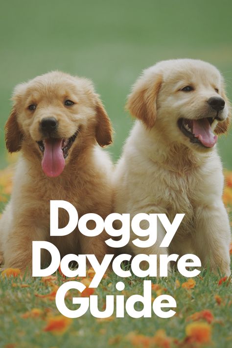 Doggie daycare gives pet owners peace of mind knowing their dog is well cared for and happy all day while they’re at work. If you’re interested in doggie daycare, I suggest you do your research. The options are unlimited. Only you can decide if daycare is a good fit for you and your dog. As well as determining whether or not the service is worth the price. #dogs #daycare #doggiedaycare #doggydaycare #puppies #olddogs #puppydaycare Dogs Daycare, Dog Sitting Business, Dog Daycare Business, Chicken Boy, Pet Daycare, Dog Day Care, Doggie Day Care, Pet Sitting Business, Doggy Day Care