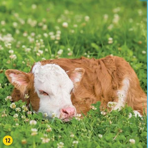 Calf Laying Down, Cow Sleeping, Cow In Field Drawing, Cow Lying Down, Calving Season, Backyard Flowers Garden, Cow In Meadow, Cows In A Field Aesthetic, Cows Laying In A Field