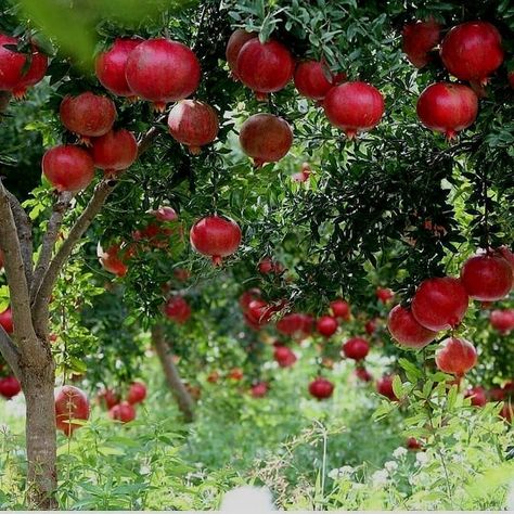 Pomegranate Farming, Fruits And Vegetables Images, Pomegranate Tree, Rock Flowers, City Farm, Fruit Photography, Garden Trees, Gardening For Beginners, Modern Garden