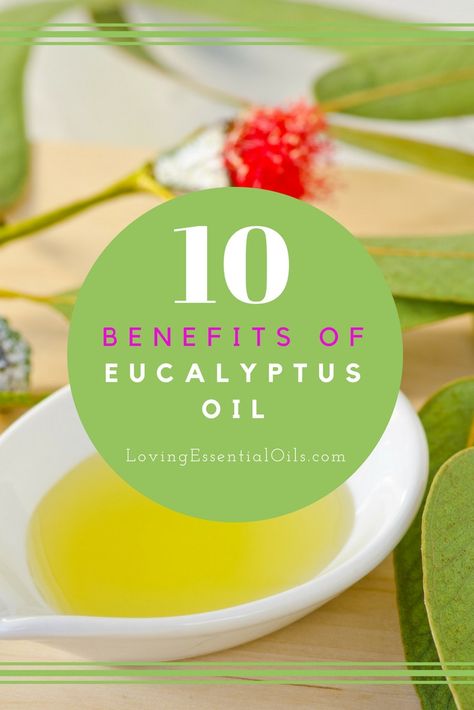 10 Benefits of Eucalyptus Essential Oil | Essential Oils Uses & Tips | How To Use For Health & Wellness | Healthy Living Eucalyptus Oil Uses, Benefits Of Eucalyptus, Poor Lifestyle, Excellent Health, Tomato Nutrition, Calendula Benefits, Physical Inactivity, List Of Essential Oils, Lemon Benefits