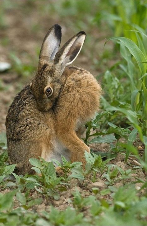 Rabbit Photography, Animals Reference, Funny Animal Art, Animal Poses, Arte Doodle, Wild Rabbit, Animal Print Wallpaper, Animal Study, Animal References