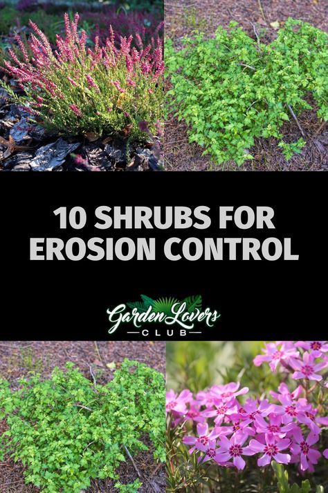 Slopes come with a list of challenges for gardeners. They’re always prone to erosion, making them difficult to access. Additionally, water carries the topsoil away when it rains. One of the best ways to stiffen those slopes is to plant them with shrubs. In this article, we’ll list 10 shrubs for erosion control that have reinforcing root systems. It’s best to use a variety of the following shrubs to benefit from the different rooting mechanisms. Best Plants For Erosion Control, Plants On A Hill Sloped Yard, Perennial Slope Garden, Best Shrubs For Hillside, Best Plants For Hillside, Erosion Control Plants Zone 7, Planting On Slopes, River Erosion Control, Shaded Slope Landscape