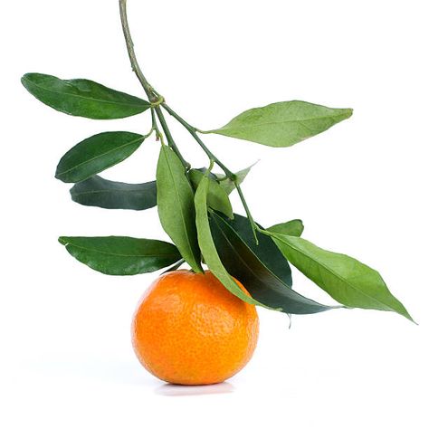 Orange Branch, Veggie Art, Orange Tree, Orange Fruit, Art Appreciation, Tree Leaves, Fruit Trees, Botanical Art, Food Art